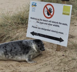 Horsey seals